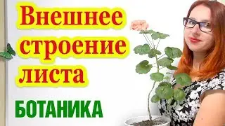 Внешнее строение листа. Простые и сложные листья. Типы жилкования листьев.