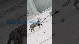 little pets and animals magic scene