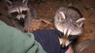 Happy International Raccoon Appreciation Day! - 2021 - Kit-Sitting!