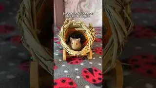 Getting My Hamster Vlog! ❤️🐹❤️ 