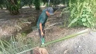 Udah sebulan trek buahnya hasil sangat ber kurang