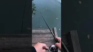 CRAZY PIKE 😍🎣 #fish #fishing #shimano #рыбалка #fishingvideo #pike #pikefishing #киев #bigbait