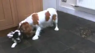 Ilexir Cavalier King Charles Spaniels - Tubs