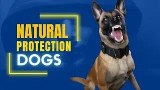 Natural protection dogs