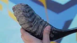 What is a shofar?
