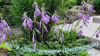 Хоста «Электрокашн» (Electrocution)