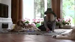 Щенки золотистого ретривера учат свое имя/Golden retriever puppies learning their name