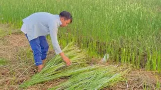 [ 1 Day ] Sedge harvest in Vietnam | Rural Life in Vietnam - Thái Farm #cuocsongnongthon
