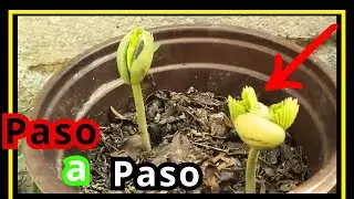 👉 Como se Germina el TAMARINDO 🌱 ( Tamarindus indica) 🌳 Paso a paso
