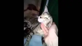 Помет котят О*кей А... Беллатрикс