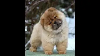 Cute puppies are playing