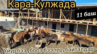 дүң БААДА БЭЭЛЕР БАЙТАЛДАР ТАЙЛАР 🔥КАРА-Кулжа 👆1 апреля 2022 г.