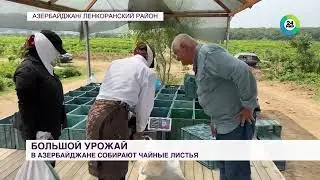 Азербайджан собирает урожай чая.