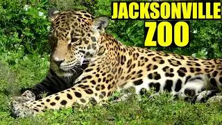 Jacksonville Zoo Tour & Review with The Legend