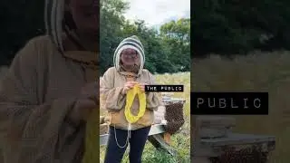 It’s worldwide Knit in public day! Here is my public 🐝 🐄 🐓 #knitting #knit #knitter