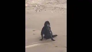 Пришелец на пляже, редкие кадры.