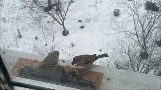 ПТАШИНА ЇДАЛЬНЯ