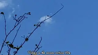 Medusa espacial en el cielo extraterrestre