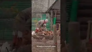 Маленький мальчик кормит кур