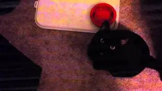 Such a manly meow