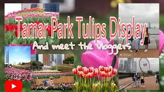 Tulips Display || Tamar Park || Spring in Hongkong || Simply jhen