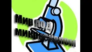 МИР ЧЕРЕЗ МИКРОСКОП || ДИСЭНД