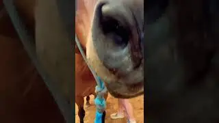 Teaching My Horse 🐴 To Taxi! 