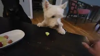 taste test with Bart and Frankie