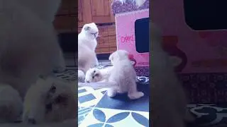 Cute Kittens 🤍🩷 #kitten #cute #cat