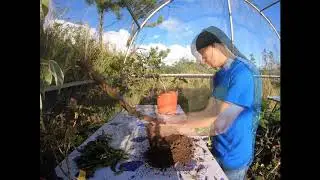 Defoliating and repotting collected guava tree