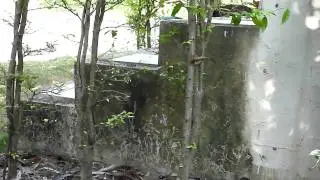 Graeme attempts to catch a lizard.