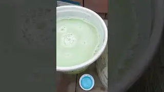 Como combatir pulgones en tu Huerto