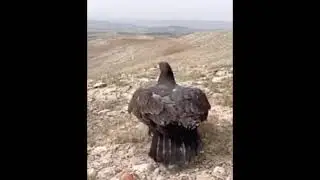 На свободу