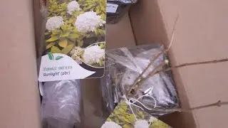 Часть 1. Новинки мет. гортензии 