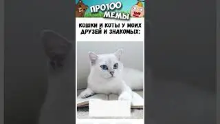 Мемы про100 