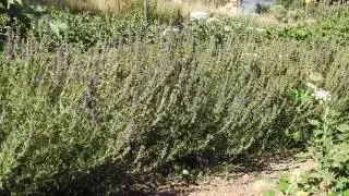 Herbal Materia Medica #6 Hyssop