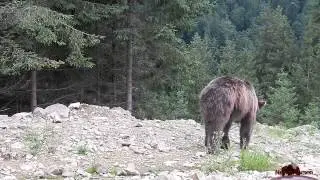 Карпаты. Медведь.