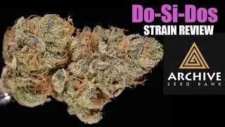 DOSIDOS WEED STRAIN REVIEW