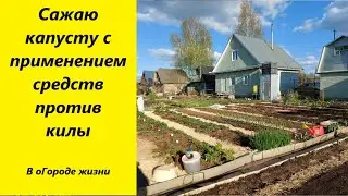 Показываю как сажаю капусту с использованием средств препятствующих образованию килы