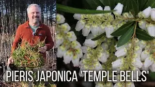 Pieris japonica 'Temple Bells' - Japanese Andromeda
