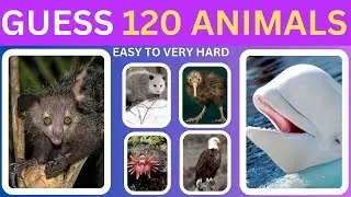 Guess 120 Animals in 5 Seconds | Easy, Medium, Hard, Very Hard