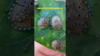 Group Of Young Shield Bugs, AKA: Stink Bugs