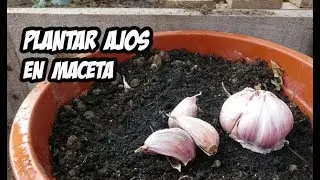 Cómo Plantar Ajos en Macetas | Huerto Urbano