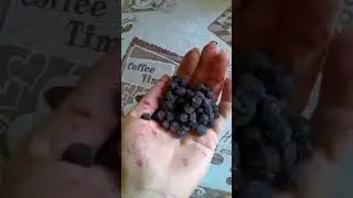 погорелые мечты