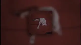 𝐆𝐢𝐦𝐬 𝐱 𝐃𝐲𝐬𝐭𝐢𝐧𝐜𝐭 - 𝐒𝐩𝐢𝐝𝐞𝐫 | 𝐒𝐏𝐄𝐃 𝐔𝐏