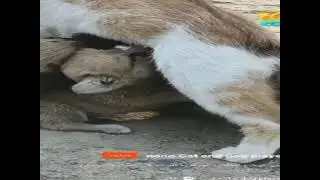 تزاوج القطط الذكور للكبار