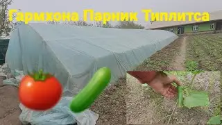 USMON TV Гармхонаи Памидор Бодринг🍅🍅🥒🥒 Бо даромади хуб 30 марта 2022 г.