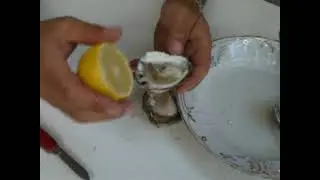 USTRICI