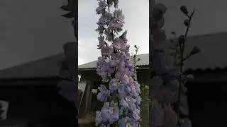 Дельфиниум цветет