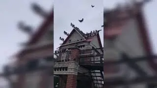 Мелитопольские голуби. В гостях у Одуда С. В.